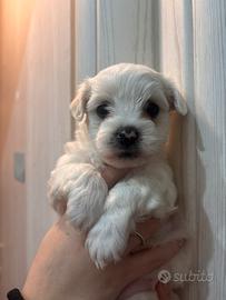 Cucciolo maltese toy Palermo