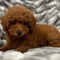 BARBONCINO NANO BARBONCINI NANI ALBICOCCA cuccioli