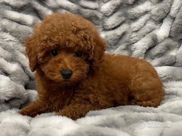 BARBONCINO NANO BARBONCINI NANI ALBICOCCA cuccioli