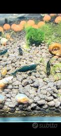 neocaridine green jade esmerald 