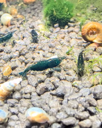neocaridine green jade esmerald 