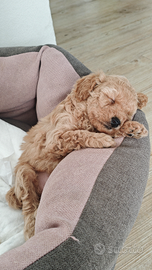 Cucciolata casalinga