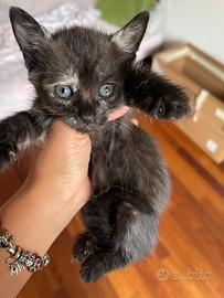 Gattini