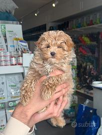 Maltipoo Mini Toy albicocca cucciolo