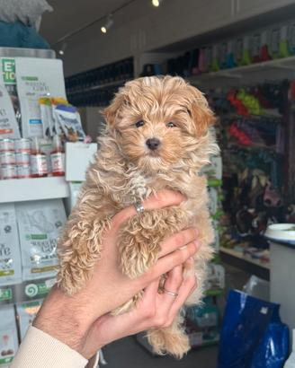 Maltipoo Mini Toy albicocca cucciolo