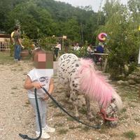 Pony mini per bambini e allevamento