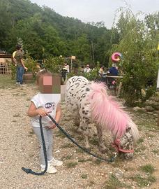 Pony mini per bambini e allevamento