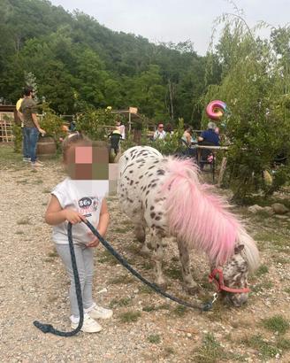 Pony mini per bambini e allevamento