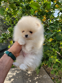 Cuccioli spitz tedesco nano o pomerania