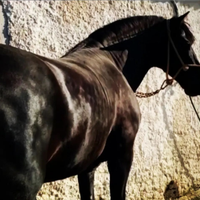 Cavallo andaluso P.R.E