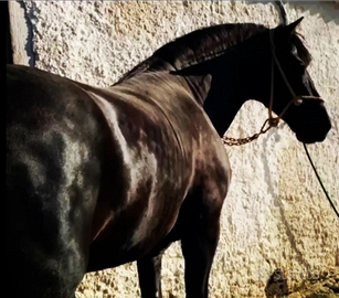 Cavallo andaluso P.R.E