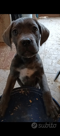 Cuccioli cane corso grigi