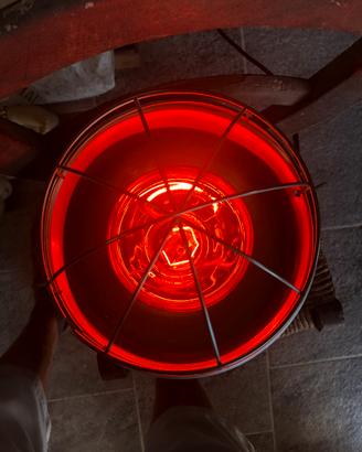 Lampada scalda animali