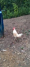 Gallo