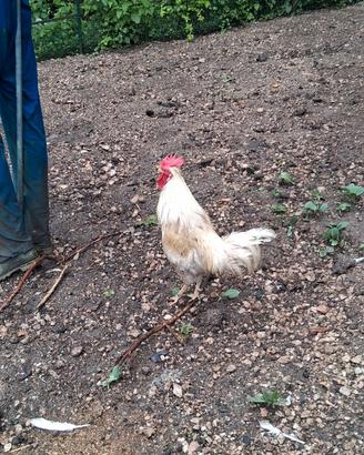 Gallo