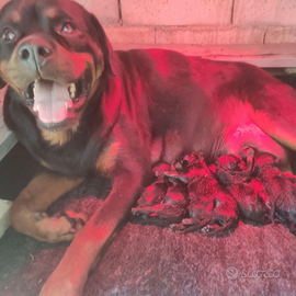 Cuccioli di Rottweiler 2024 di alta genealogia