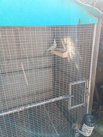 Calopsite femmina adulta riproduttrice