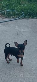 Pincher toy