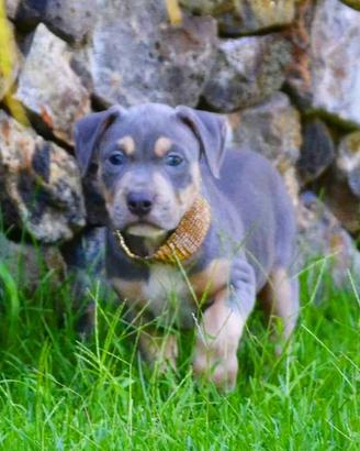 American pitbull terrier Alta genealogia