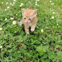 Gattino rosso maschio