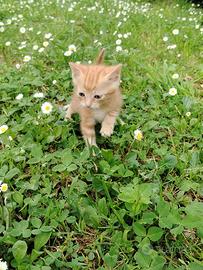 Gattino rosso maschio