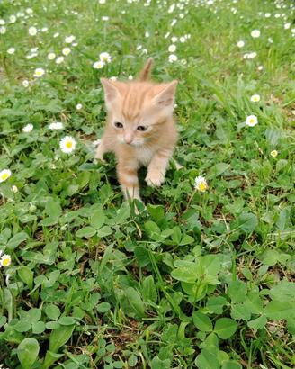 Gattino rosso maschio