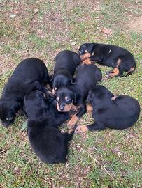 Cuccioli da tartufo Grifo Nero VALNERINO