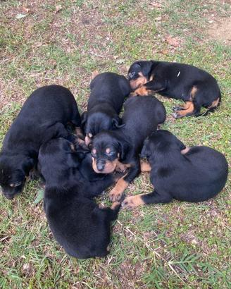 Cuccioli da tartufo Grifo Nero VALNERINO