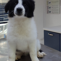 Cucciolo Border Collie
