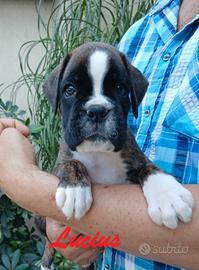 Boxer cuccioli