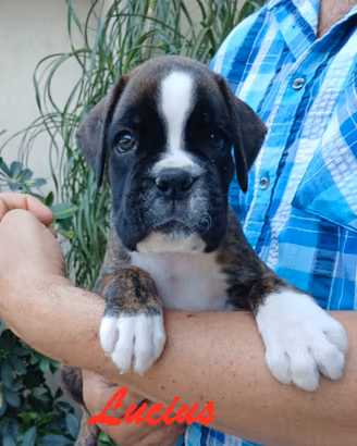 Boxer cuccioli