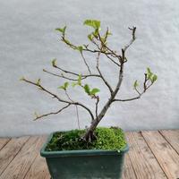 Bonsai ontano