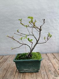 Bonsai ontano
