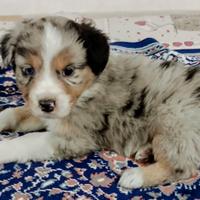 Cuccioli Australian shepherd