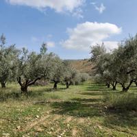 Uliveto e mandorleto