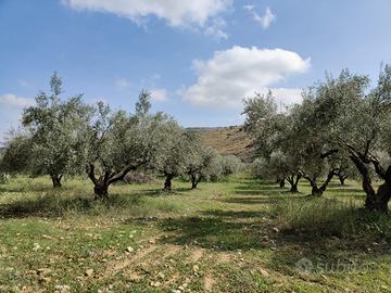 Uliveto e mandorleto