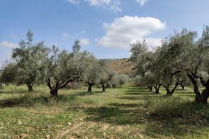 Uliveto e mandorleto