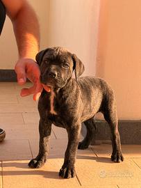 Cuccioli cane corso 