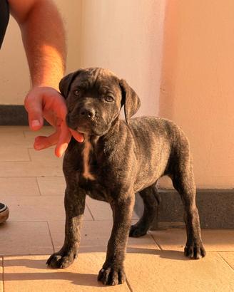 Cuccioli cane corso 