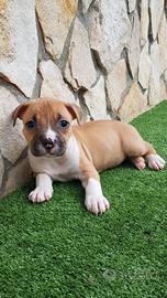 Cucciolona Pitbull gratis