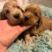 Cuccioli di cocker spaniel con pedigree