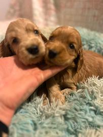Cuccioli di cocker spaniel con pedigree