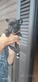 Bulldog francese