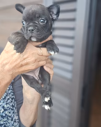Bulldog francese