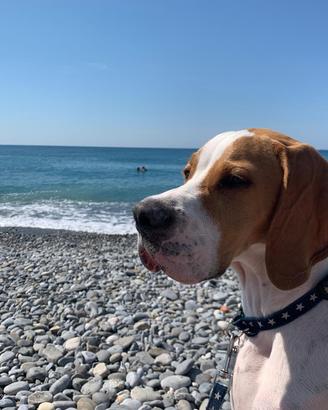 Cucciolini femmine pointer puro