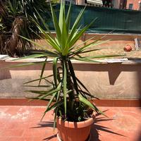 Pianta Yucca grande da esterno