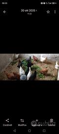 Galline ovaiole