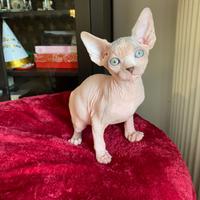 Sphynx canadese pedigree