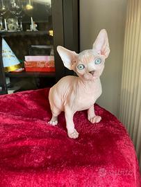 Sphynx canadese pedigree