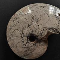 Ammonite fossile lucidata